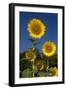 Giant Sunflowers in Bloom, Pecatonica, Illinois, USA-Lynn M^ Stone-Framed Premium Photographic Print