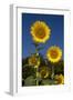 Giant Sunflowers in Bloom, Pecatonica, Illinois, USA-Lynn M^ Stone-Framed Premium Photographic Print