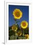 Giant Sunflowers in Bloom, Pecatonica, Illinois, USA-Lynn M^ Stone-Framed Premium Photographic Print