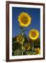 Giant Sunflowers in Bloom, Pecatonica, Illinois, USA-Lynn M^ Stone-Framed Premium Photographic Print