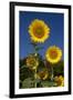 Giant Sunflowers in Bloom, Pecatonica, Illinois, USA-Lynn M^ Stone-Framed Premium Photographic Print