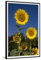 Giant Sunflowers in Bloom, Pecatonica, Illinois, USA-Lynn M^ Stone-Framed Premium Photographic Print