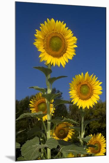 Giant Sunflowers in Bloom, Pecatonica, Illinois, USA-Lynn M^ Stone-Mounted Premium Photographic Print