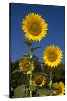 Giant Sunflowers in Bloom, Pecatonica, Illinois, USA-Lynn M^ Stone-Stretched Canvas