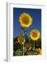 Giant Sunflowers in Bloom, Pecatonica, Illinois, USA-Lynn M^ Stone-Framed Photographic Print