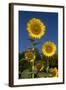 Giant Sunflowers in Bloom, Pecatonica, Illinois, USA-Lynn M^ Stone-Framed Photographic Print