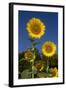 Giant Sunflowers in Bloom, Pecatonica, Illinois, USA-Lynn M^ Stone-Framed Photographic Print