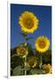 Giant Sunflowers in Bloom, Pecatonica, Illinois, USA-Lynn M^ Stone-Framed Photographic Print