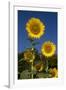 Giant Sunflowers in Bloom, Pecatonica, Illinois, USA-Lynn M^ Stone-Framed Photographic Print