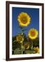 Giant Sunflowers in Bloom, Pecatonica, Illinois, USA-Lynn M^ Stone-Framed Photographic Print