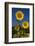 Giant Sunflowers in Bloom, Pecatonica, Illinois, USA-Lynn M^ Stone-Framed Photographic Print
