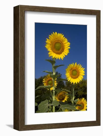 Giant Sunflowers in Bloom, Pecatonica, Illinois, USA-Lynn M^ Stone-Framed Photographic Print