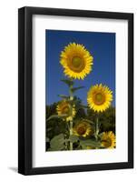 Giant Sunflowers in Bloom, Pecatonica, Illinois, USA-Lynn M^ Stone-Framed Photographic Print