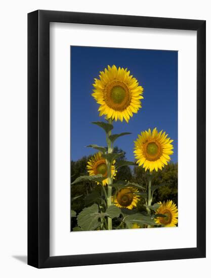 Giant Sunflowers in Bloom, Pecatonica, Illinois, USA-Lynn M^ Stone-Framed Photographic Print