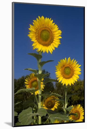 Giant Sunflowers in Bloom, Pecatonica, Illinois, USA-Lynn M^ Stone-Mounted Photographic Print