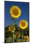 Giant Sunflowers in Bloom, Pecatonica, Illinois, USA-Lynn M^ Stone-Mounted Photographic Print