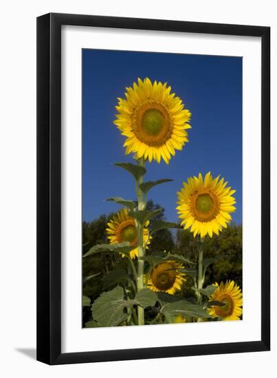 Giant Sunflowers in Bloom, Pecatonica, Illinois, USA-Lynn M^ Stone-Framed Photographic Print