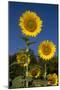 Giant Sunflowers in Bloom, Pecatonica, Illinois, USA-Lynn M^ Stone-Mounted Photographic Print