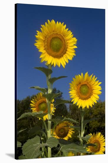 Giant Sunflowers in Bloom, Pecatonica, Illinois, USA-Lynn M^ Stone-Stretched Canvas