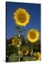 Giant Sunflowers in Bloom, Pecatonica, Illinois, USA-Lynn M^ Stone-Stretched Canvas