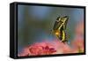 Giant Swallowtail Butterfly in Flight, About-null-Framed Stretched Canvas