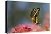 Giant Swallowtail Butterfly in Flight, About-null-Stretched Canvas