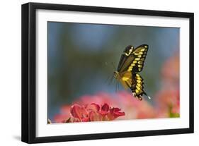 Giant Swallowtail Butterfly in Flight, About-null-Framed Photographic Print