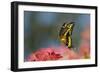 Giant Swallowtail Butterfly in Flight, About-null-Framed Photographic Print