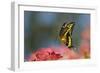 Giant Swallowtail Butterfly in Flight, About-null-Framed Photographic Print