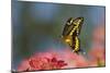 Giant Swallowtail Butterfly in Flight, About-null-Mounted Photographic Print