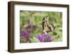 Giant Swallowtail Butterfly on Butterfly Bush, Marion County, Il-Richard and Susan Day-Framed Photographic Print