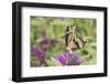 Giant Swallowtail Butterfly on Butterfly Bush, Marion County, Il-Richard and Susan Day-Framed Photographic Print