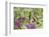 Giant Swallowtail Butterfly on Butterfly Bush, Marion County, Il-Richard and Susan Day-Framed Photographic Print