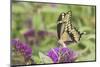 Giant Swallowtail Butterfly on Butterfly Bush, Marion County, Il-Richard and Susan Day-Mounted Photographic Print