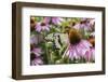 Giant Swallowtail Butterfly on Purple Coneflower Marion County, Il-Richard and Susan Day-Framed Photographic Print