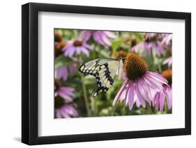Giant Swallowtail Butterfly on Purple Coneflower Marion County, Il-Richard and Susan Day-Framed Photographic Print