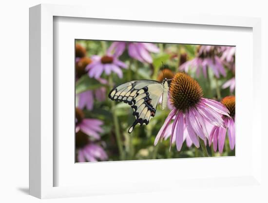 Giant Swallowtail Butterfly on Purple Coneflower Marion County, Il-Richard and Susan Day-Framed Photographic Print