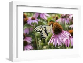 Giant Swallowtail Butterfly on Purple Coneflower Marion County, Il-Richard and Susan Day-Framed Photographic Print