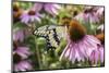 Giant Swallowtail Butterfly on Purple Coneflower Marion County, Il-Richard and Susan Day-Mounted Photographic Print