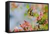 Giant Swallowtail Butterfly-null-Framed Stretched Canvas