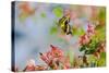 Giant Swallowtail Butterfly-null-Stretched Canvas