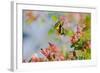 Giant Swallowtail Butterfly-null-Framed Photographic Print