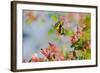 Giant Swallowtail Butterfly-null-Framed Photographic Print