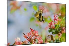 Giant Swallowtail Butterfly-null-Mounted Photographic Print