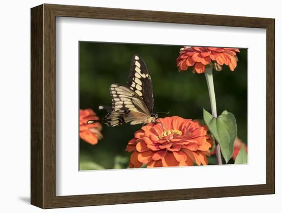 Giant Swallowtail Butterfly-null-Framed Photographic Print