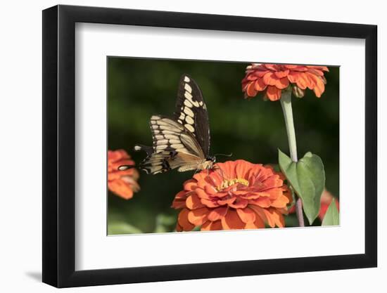 Giant Swallowtail Butterfly-null-Framed Photographic Print