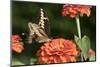 Giant Swallowtail Butterfly-null-Mounted Photographic Print