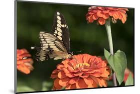 Giant Swallowtail Butterfly-null-Mounted Photographic Print