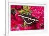Giant Swallowtail on Azalea Bush, Marion Co. Il-Richard ans Susan Day-Framed Photographic Print