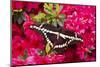 Giant Swallowtail on Azalea Bush, Marion Co. Il-Richard ans Susan Day-Mounted Photographic Print